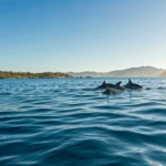 Sennik delfin – co może oznaczać sen o delfinie? Oto kilka interpretacji snu!